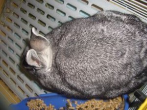 20091216144225fc3