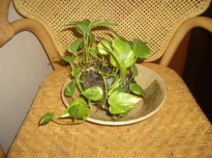20091216144238c03