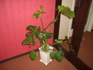 20091216144253930