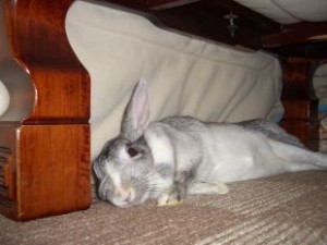 20100127225922e82