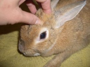 2010020714594511a
