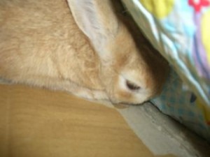 20100211112656afc