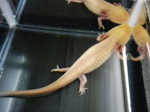 20100518230657f64