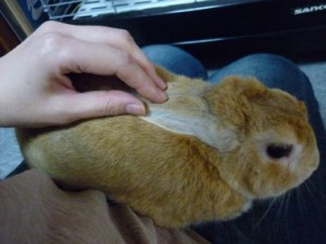 20100525154924758