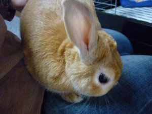 20100525154931f3a