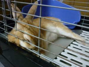 201006141505153fe