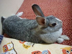 20100618170759f28