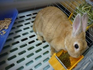 20100707160838ab2